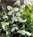 Galanthus Elwesii Polar Bear Snowdrops i 